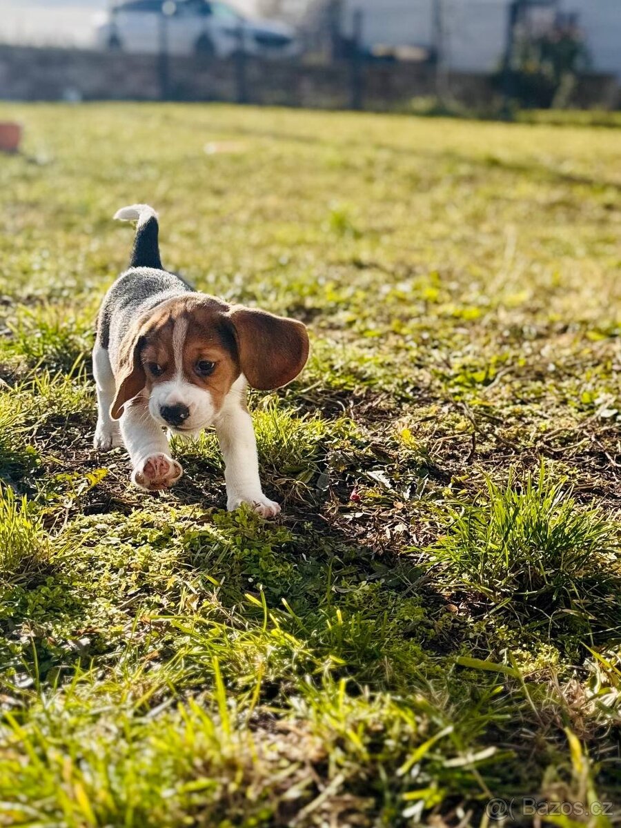štěňata bígla s PP - 6