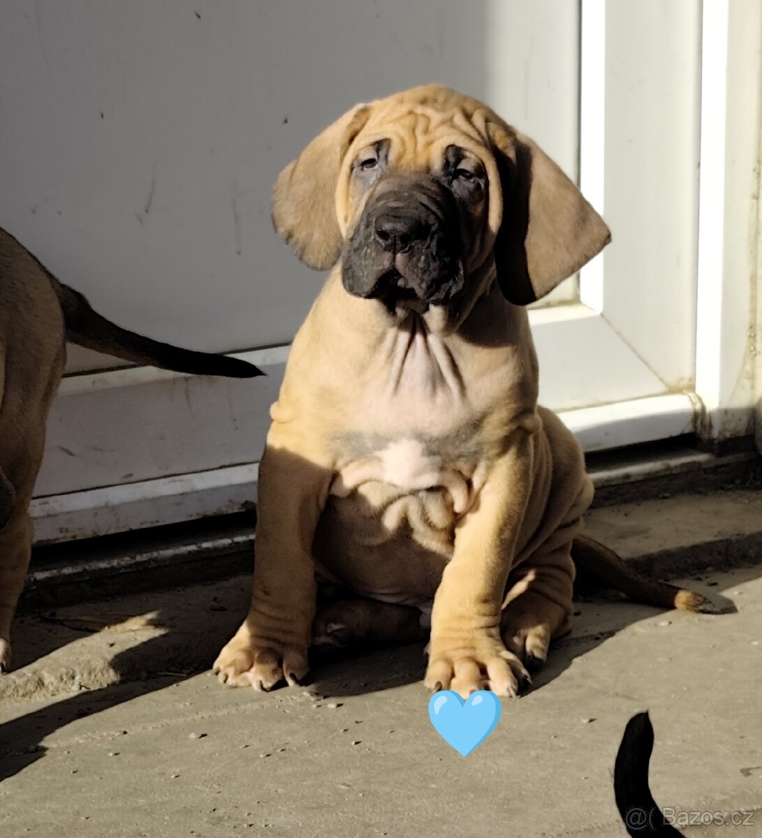 Brazilská fila s PP - 6