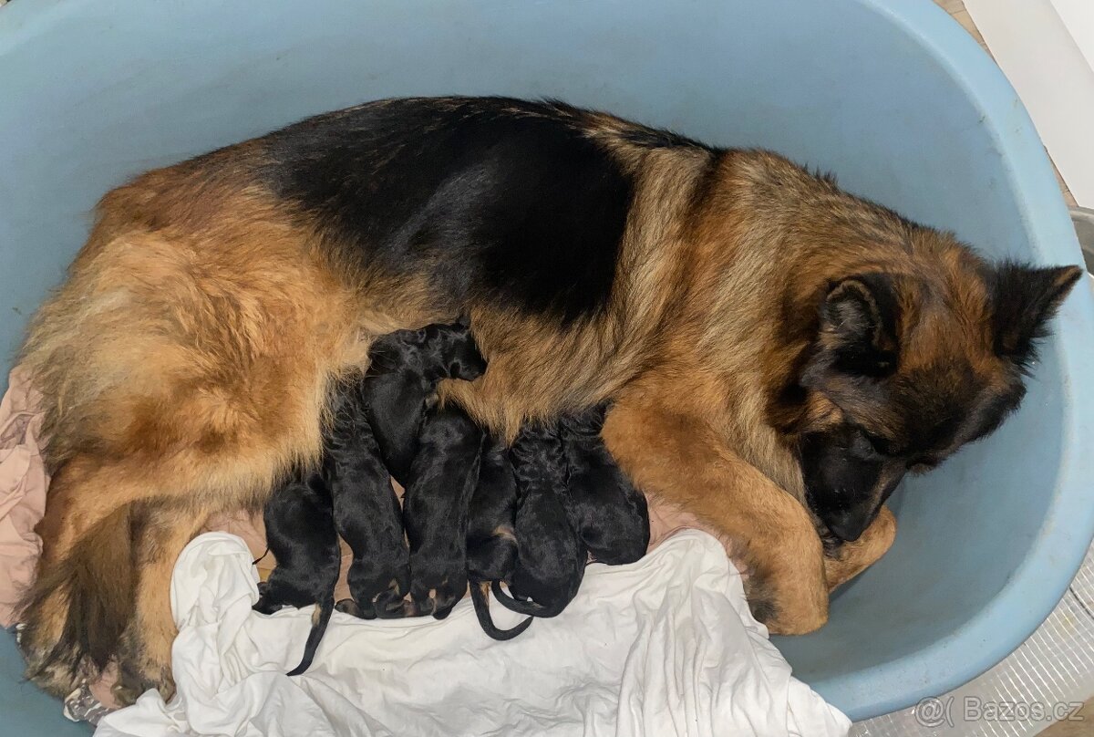 Německý ovčák štěňata s PP (dlouhosrstý) - 6