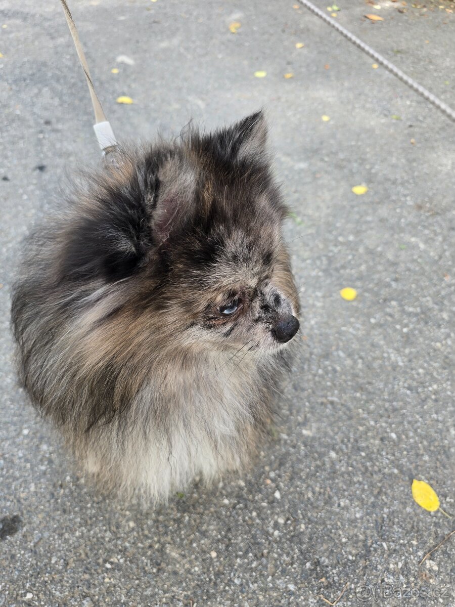 Pomeranian pejsek bez PP - 6