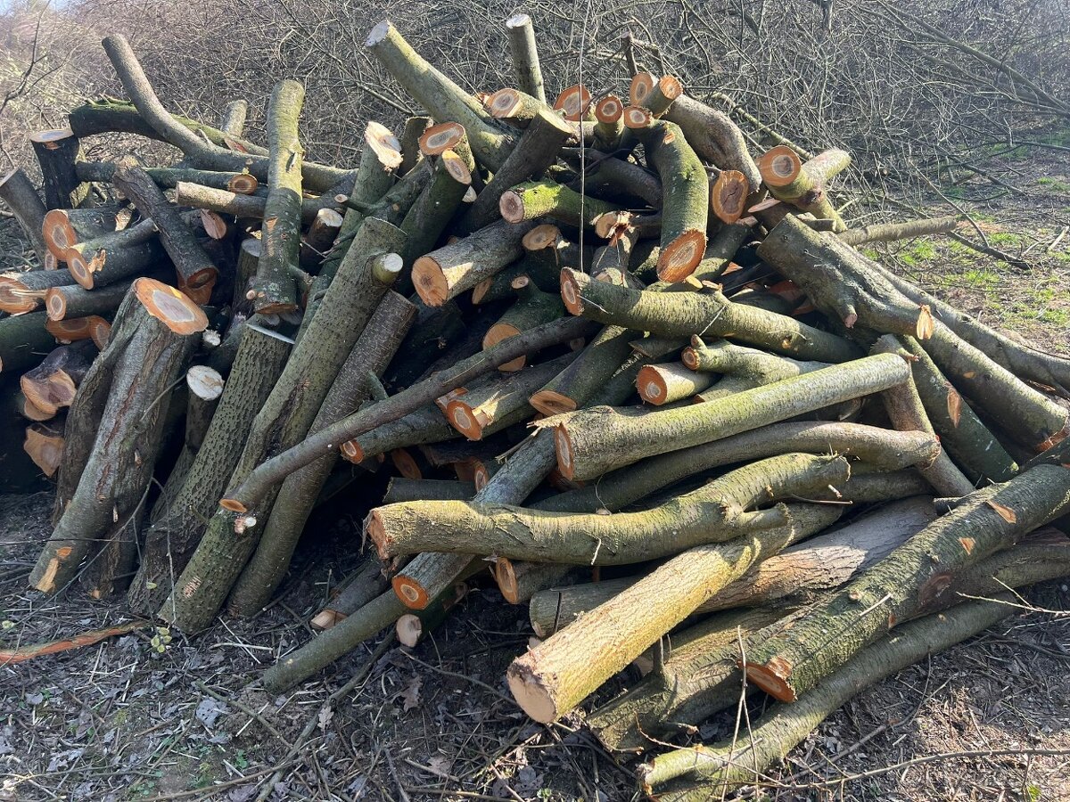 Palivové dříví - 6