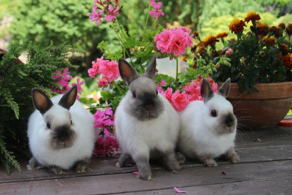 Zakrslý králík siamský žlutý s rodokmenem - 6