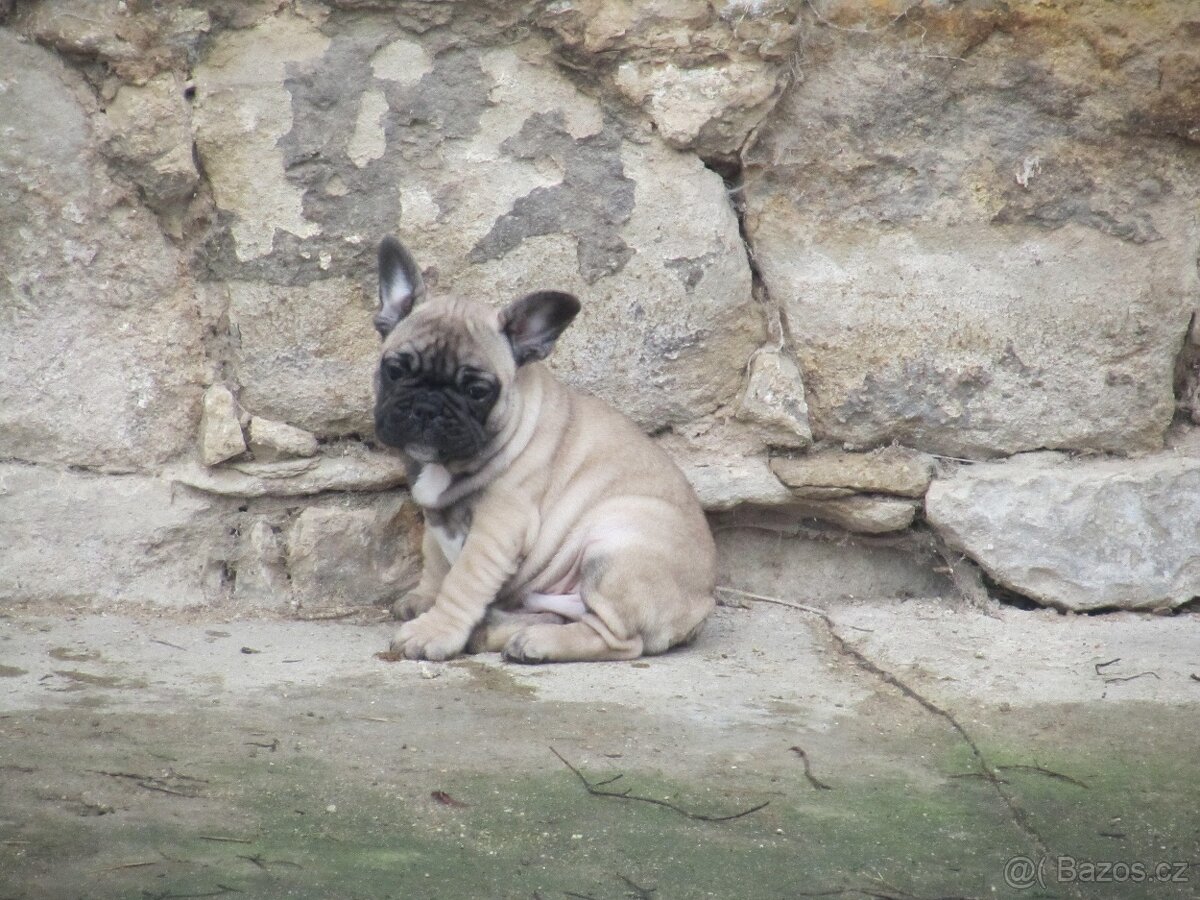 Francouzský buldoček bez PP - 6