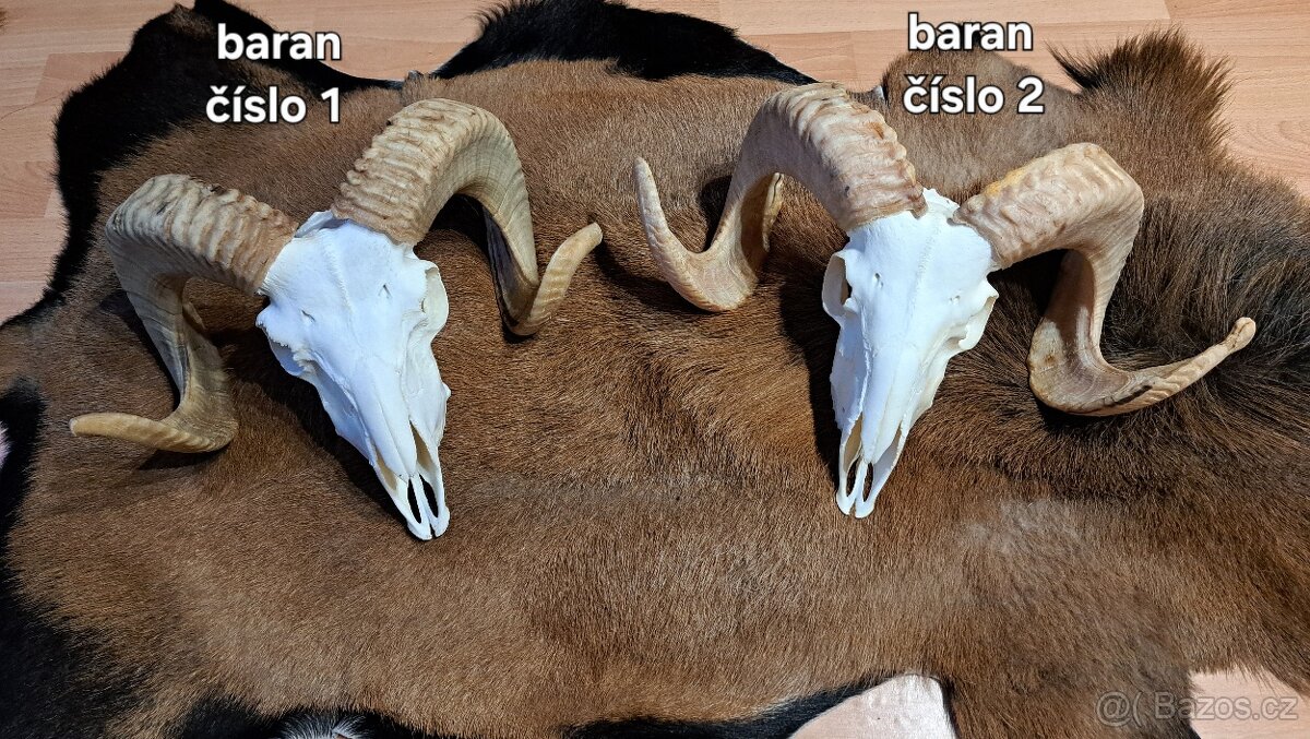 Trofeje, baran - 6