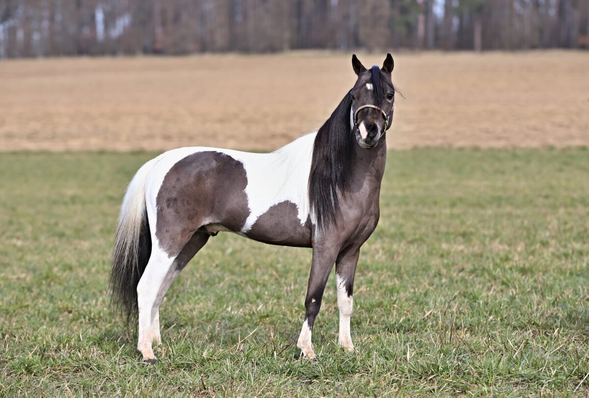 Americký miniaturní kůň - 6