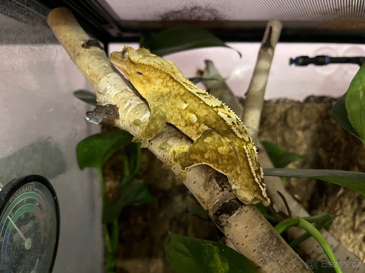 Pagekon řasnatý - 6