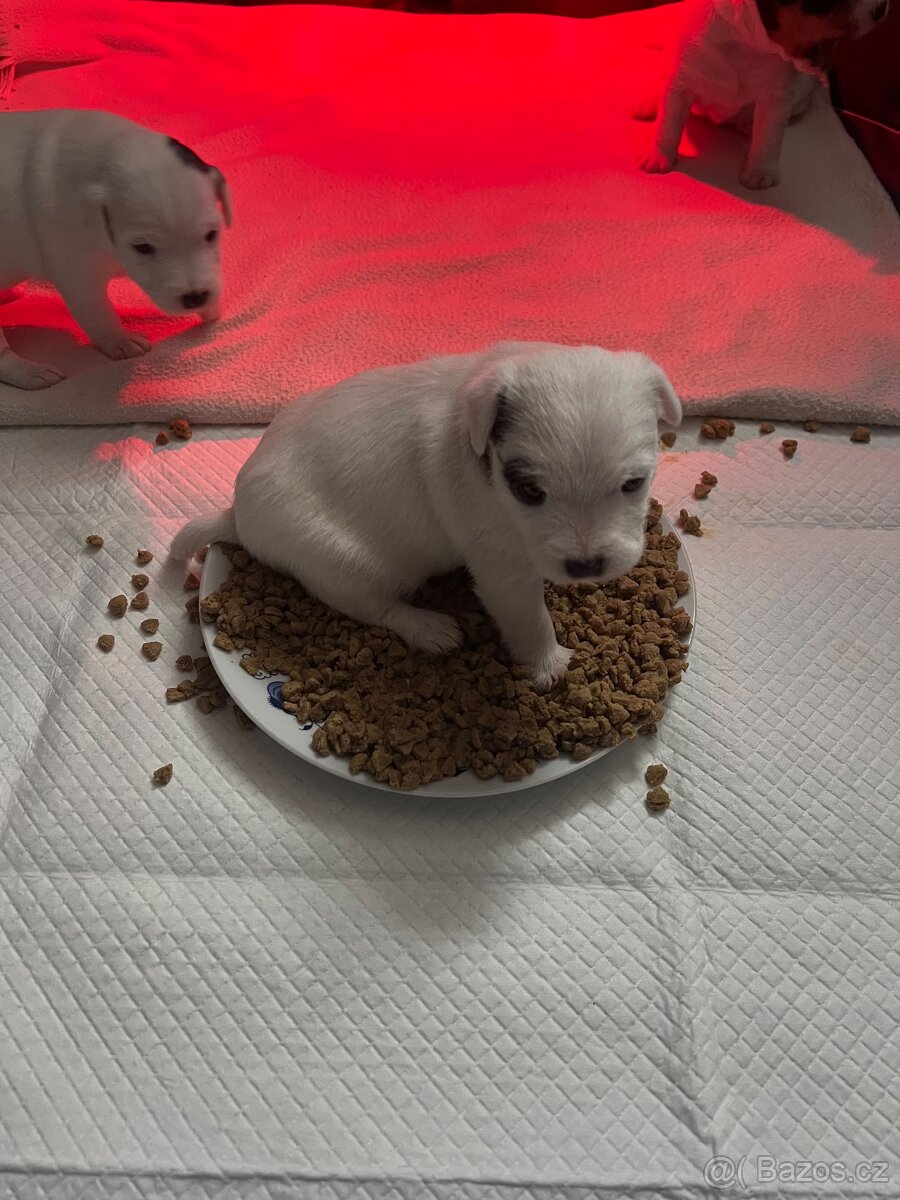 Štěně Parson russel teriér bez pp - 6