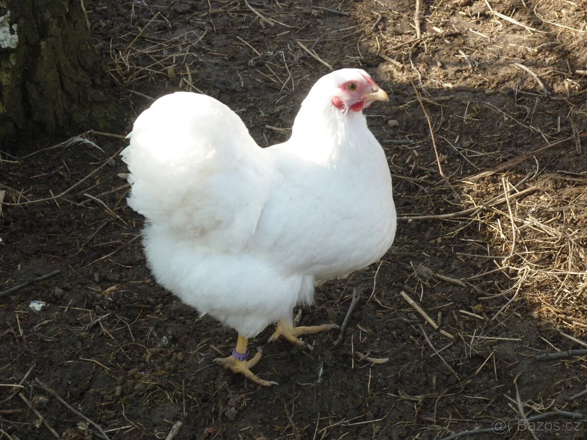 zdr wandotka bílá NV - 6