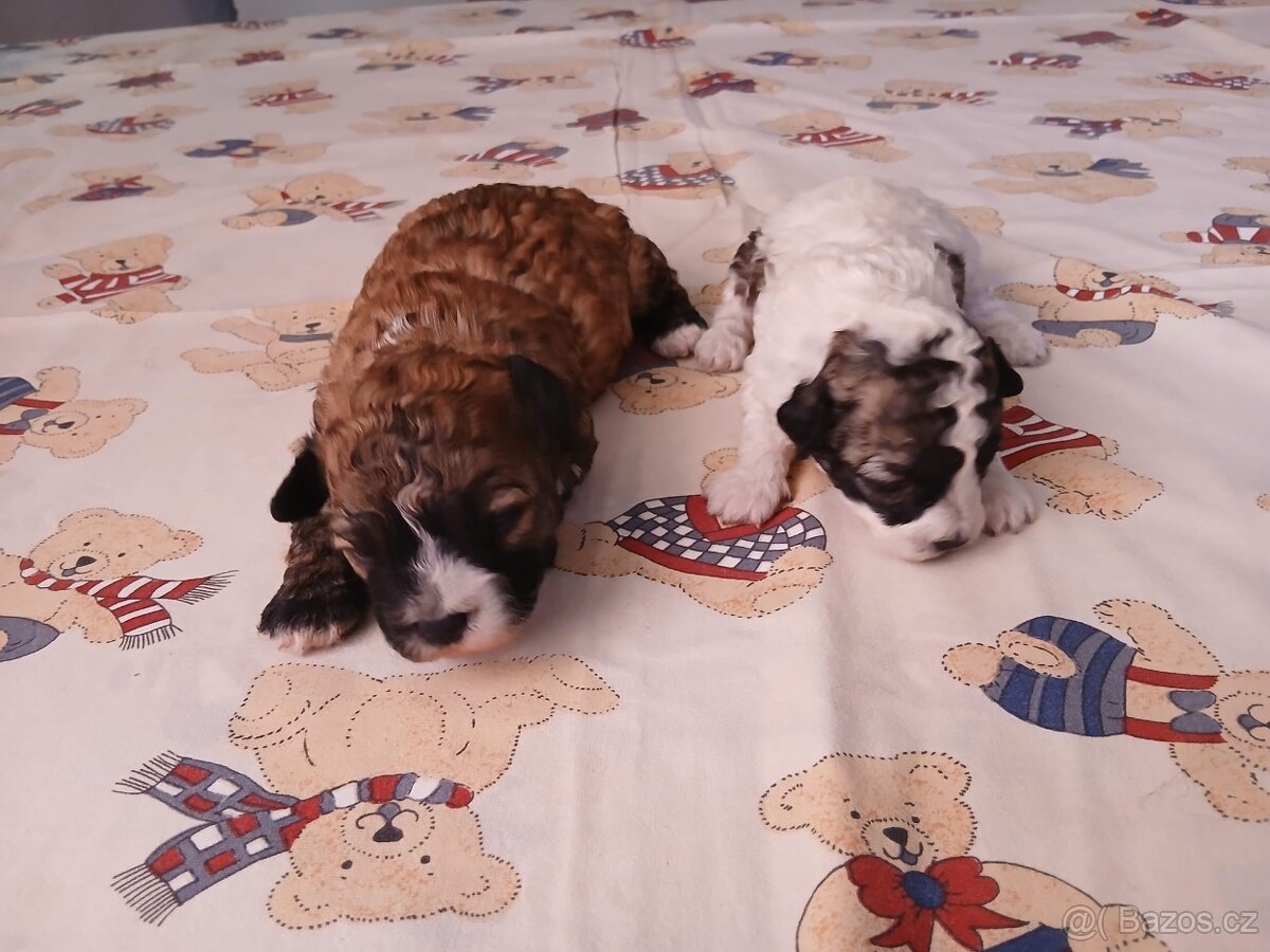 Boloňský psík bez PP - 6