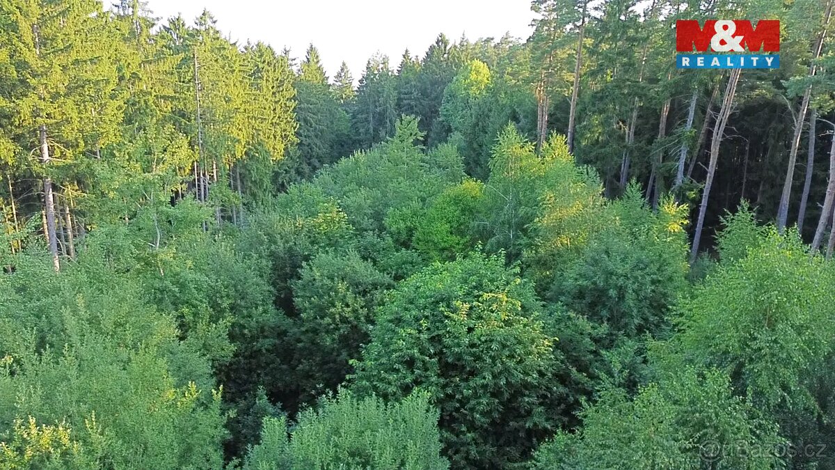 Prodej lesa, 5139 m², Tábor - 6