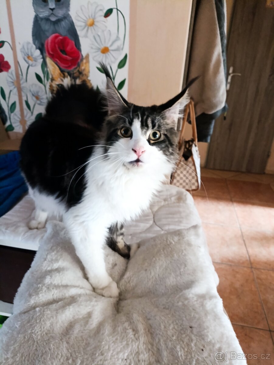 Mainsky mývalí - 6