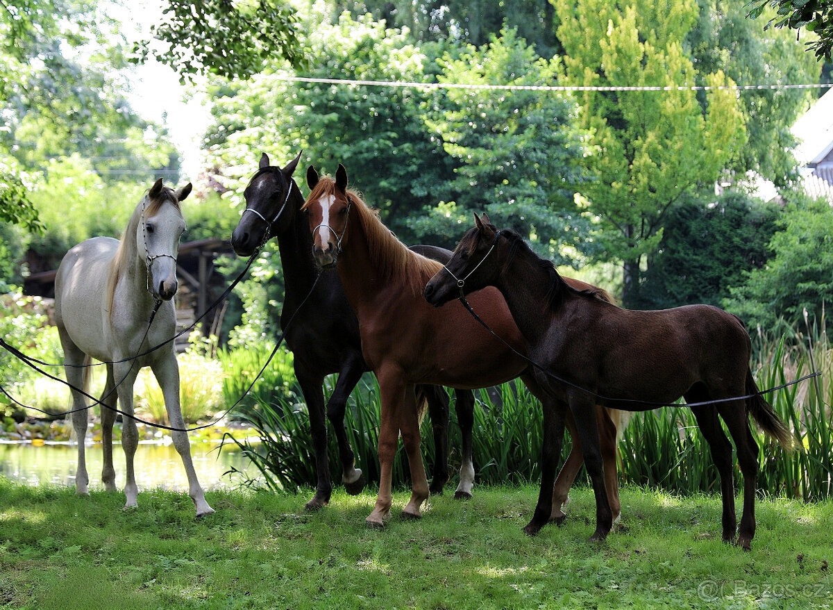 Nabízím arabského hřebečka - 6