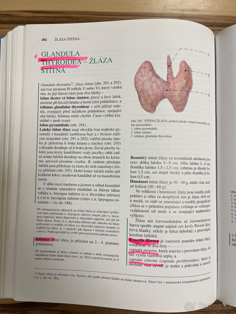 Anatomie 2 - Čihák - 6