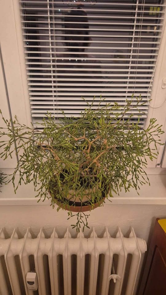 pokojové květiny- Brno sever - 6