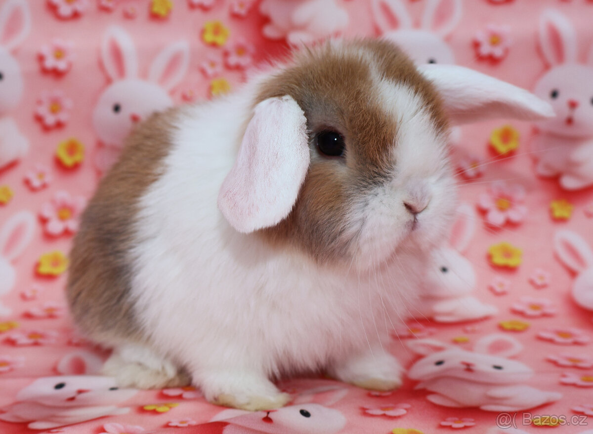 WO Zakrslý beránek s VP . Samička . - 6