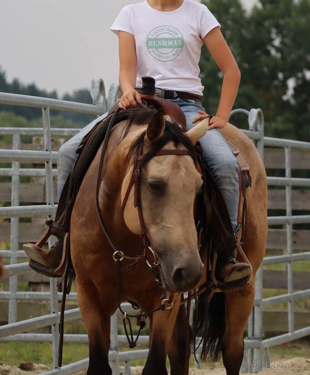 Appaloosa valach - 6