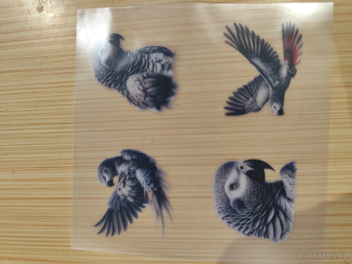 Papoušci papoušek korela andulka žako - 6