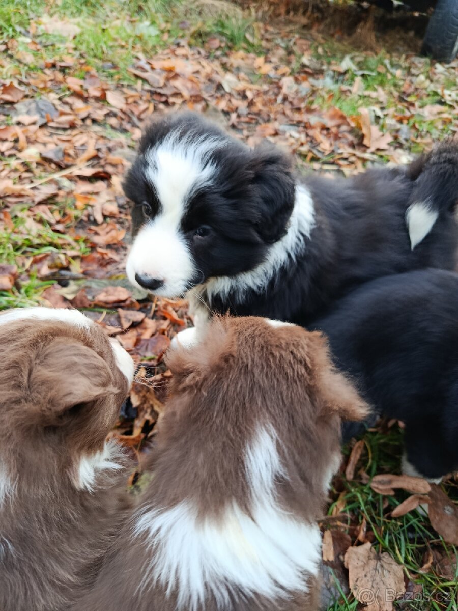 Prodám štěňata border kolie - 6