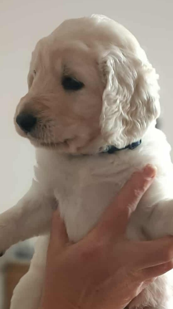 Pudl královský a zlatý retrívr - 6