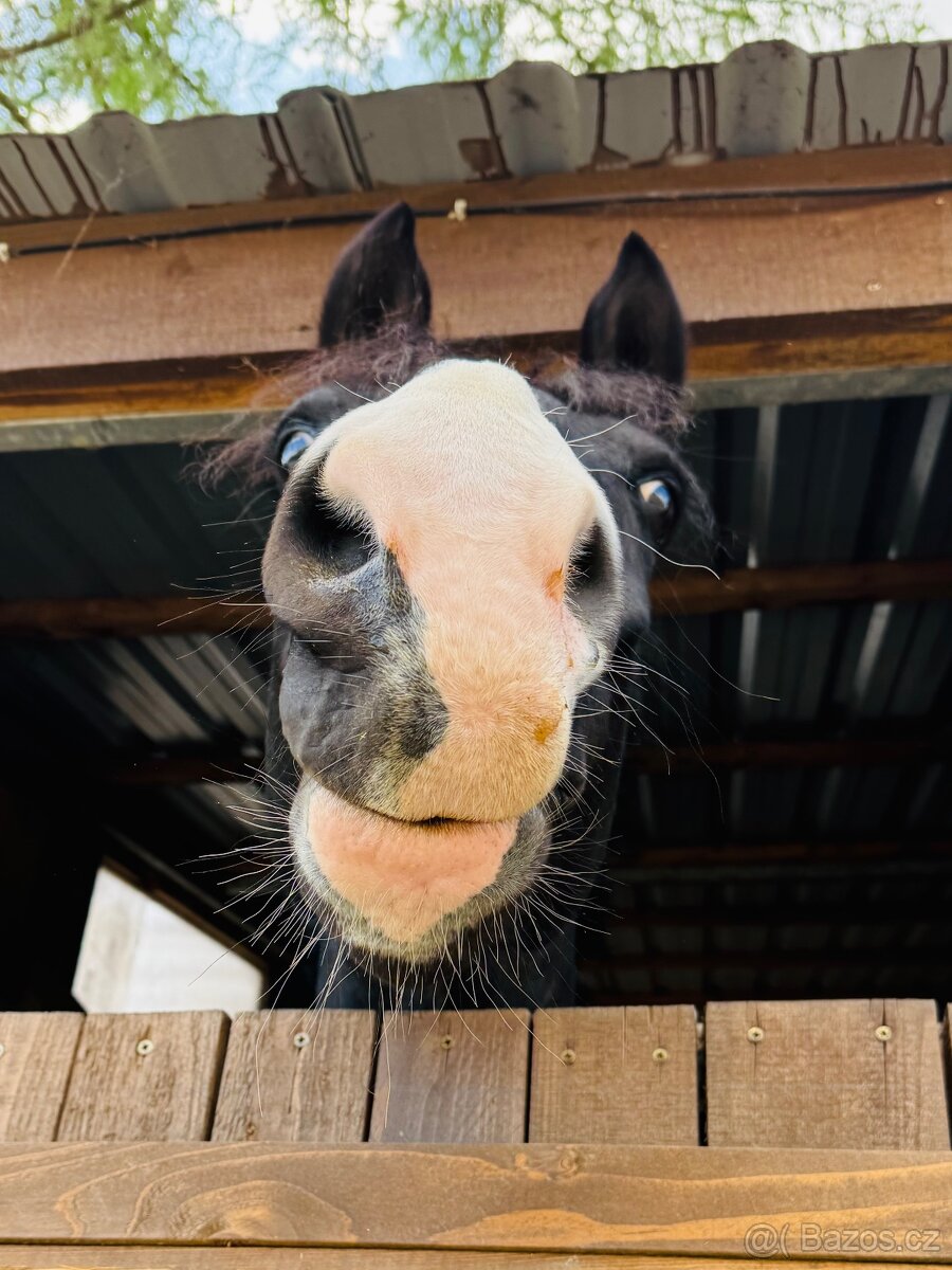 Zatím půlpronajem koně - 6