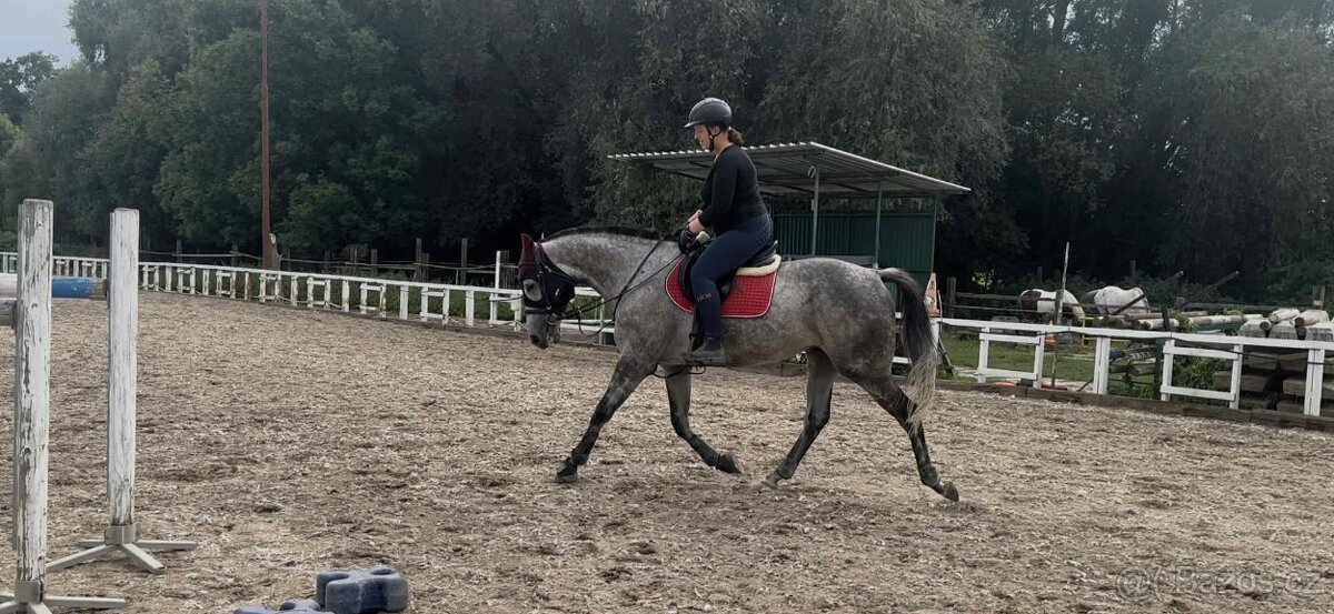 Prodám A1/1 valacha - 6