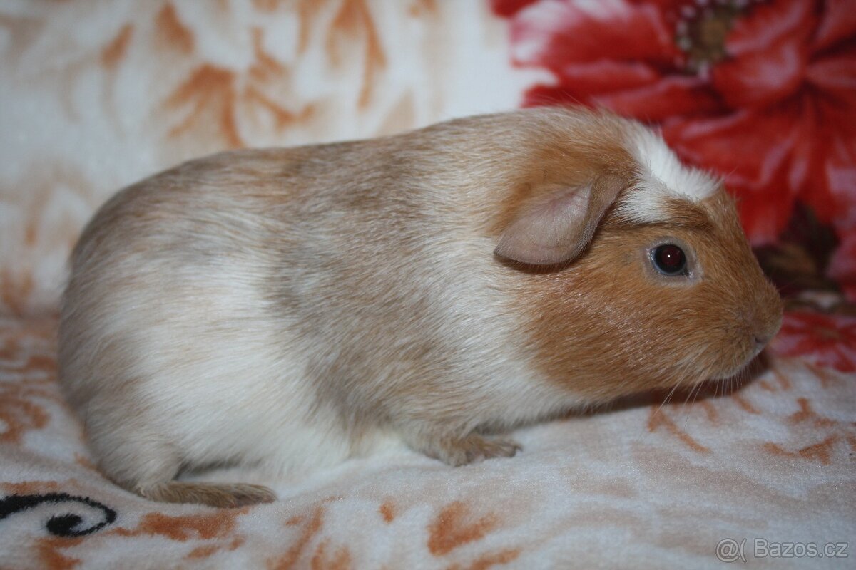 Morče , morčata z chs - 6