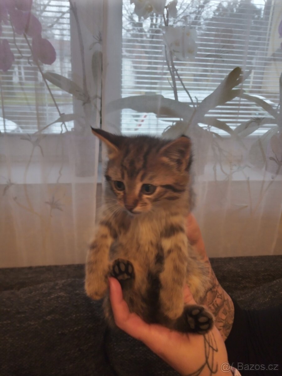 Daruji koťátka - 6