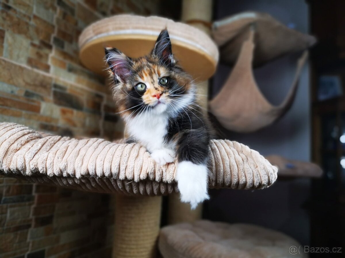 Mainská mývalí kočka s průkazem původu - kočička Nikkie - 6