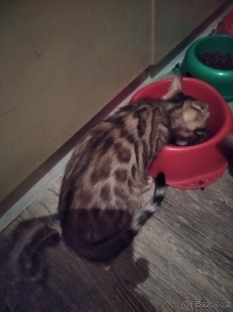 Bengálské koťátka s PP - 6