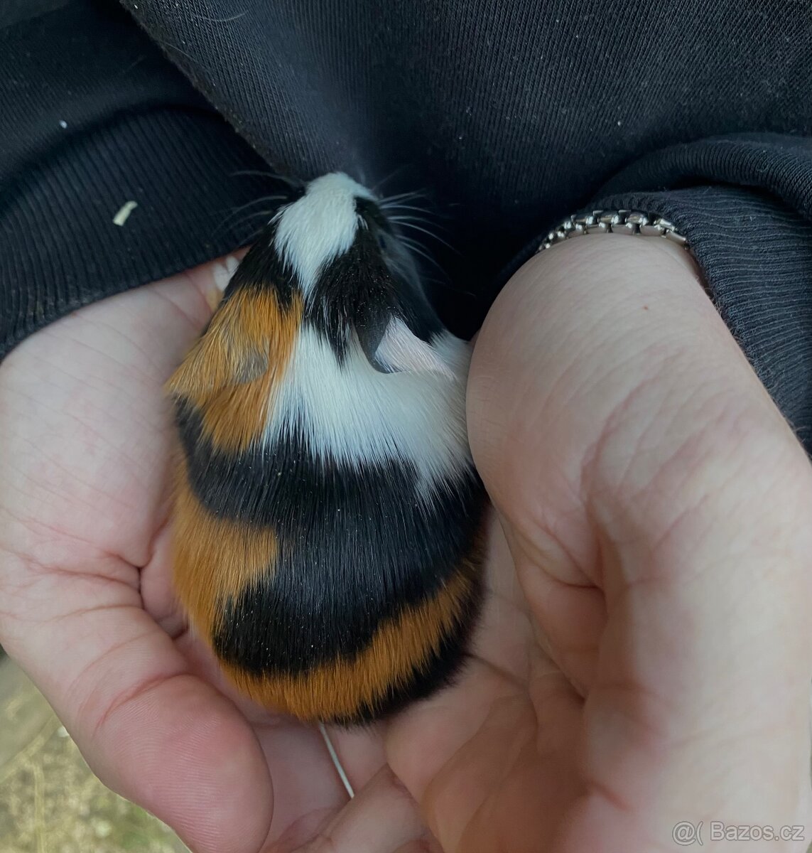 Morče - sameček,samička - 6