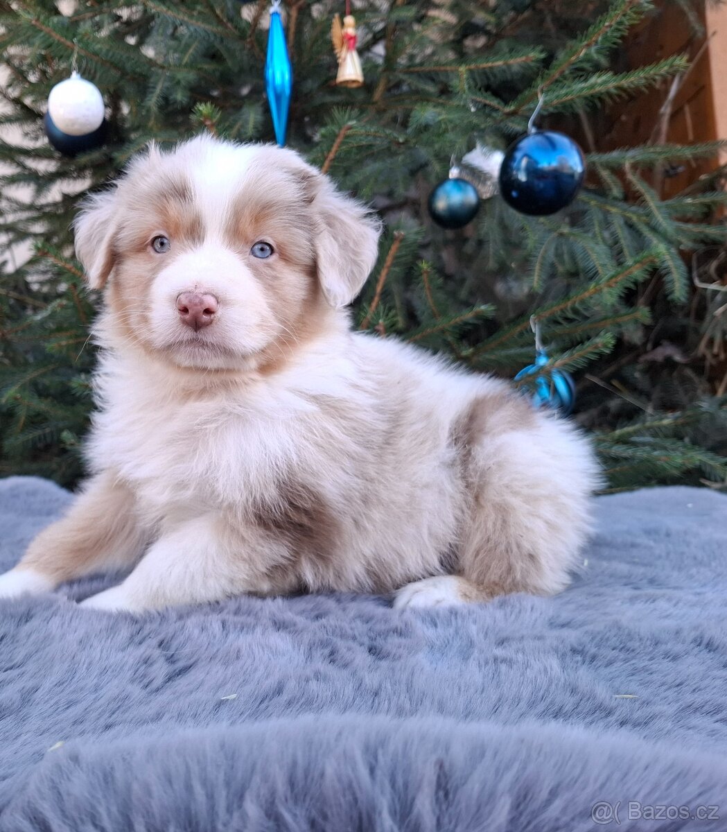 Australský ovčák s PP - 6