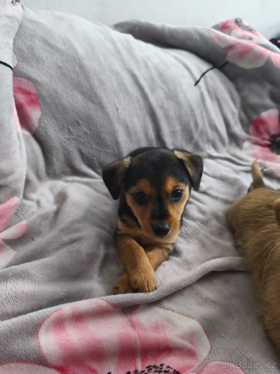 Jorkšírský teriér x pinč - 6