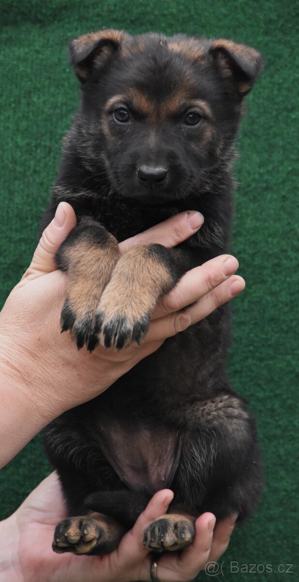 Štěňátka německého ovčáka s PP - 6