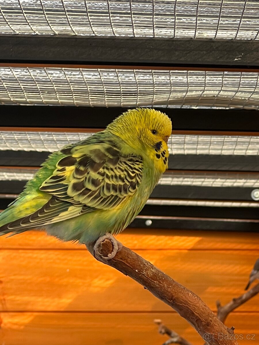 Andulka Vlnkovaná - 6