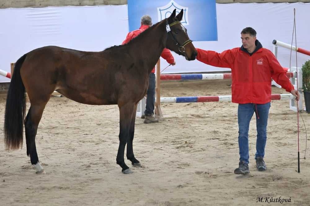 Kvalitní klisna pro chov - 6