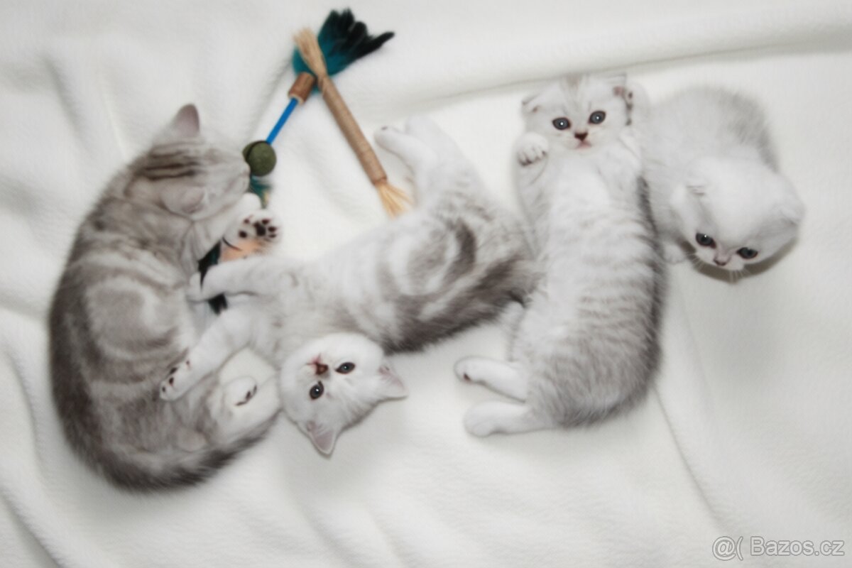 Předrezervace stříbrných koťátek – Scottish Fold / Straight - 6