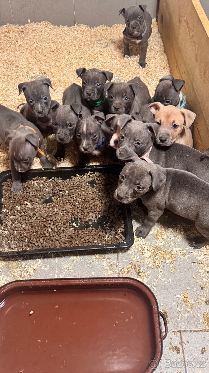 Americký stafordšírský teriér - 6