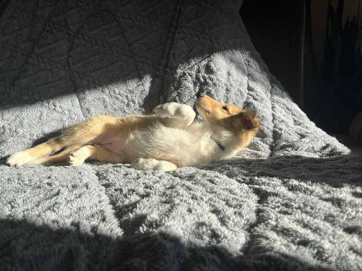 Štěně kolie hledá milující domov - 6