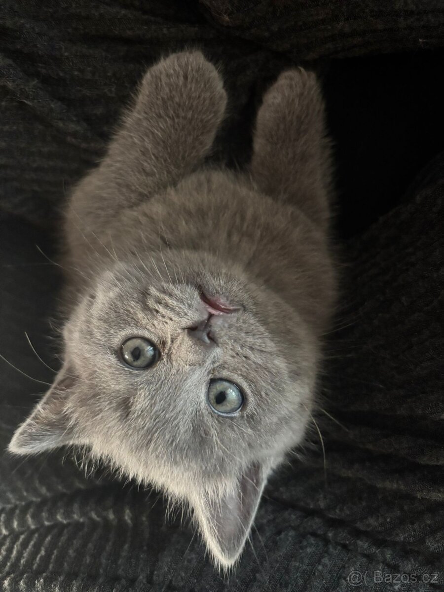 Britská koťátka - 6