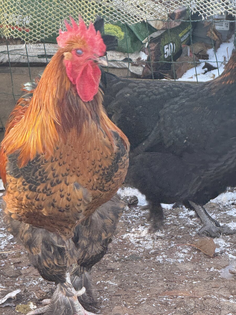 🐓 Prodáváme krásné mladé kohoutky - 6