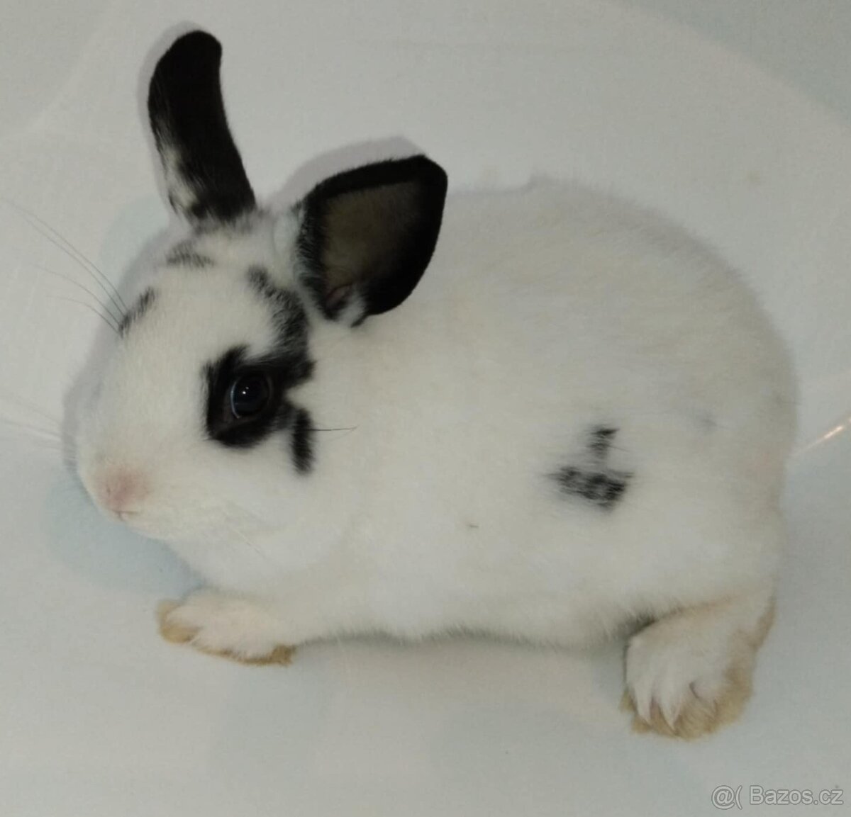 Zakrslý králíček bez PP sameček Apollo - 6