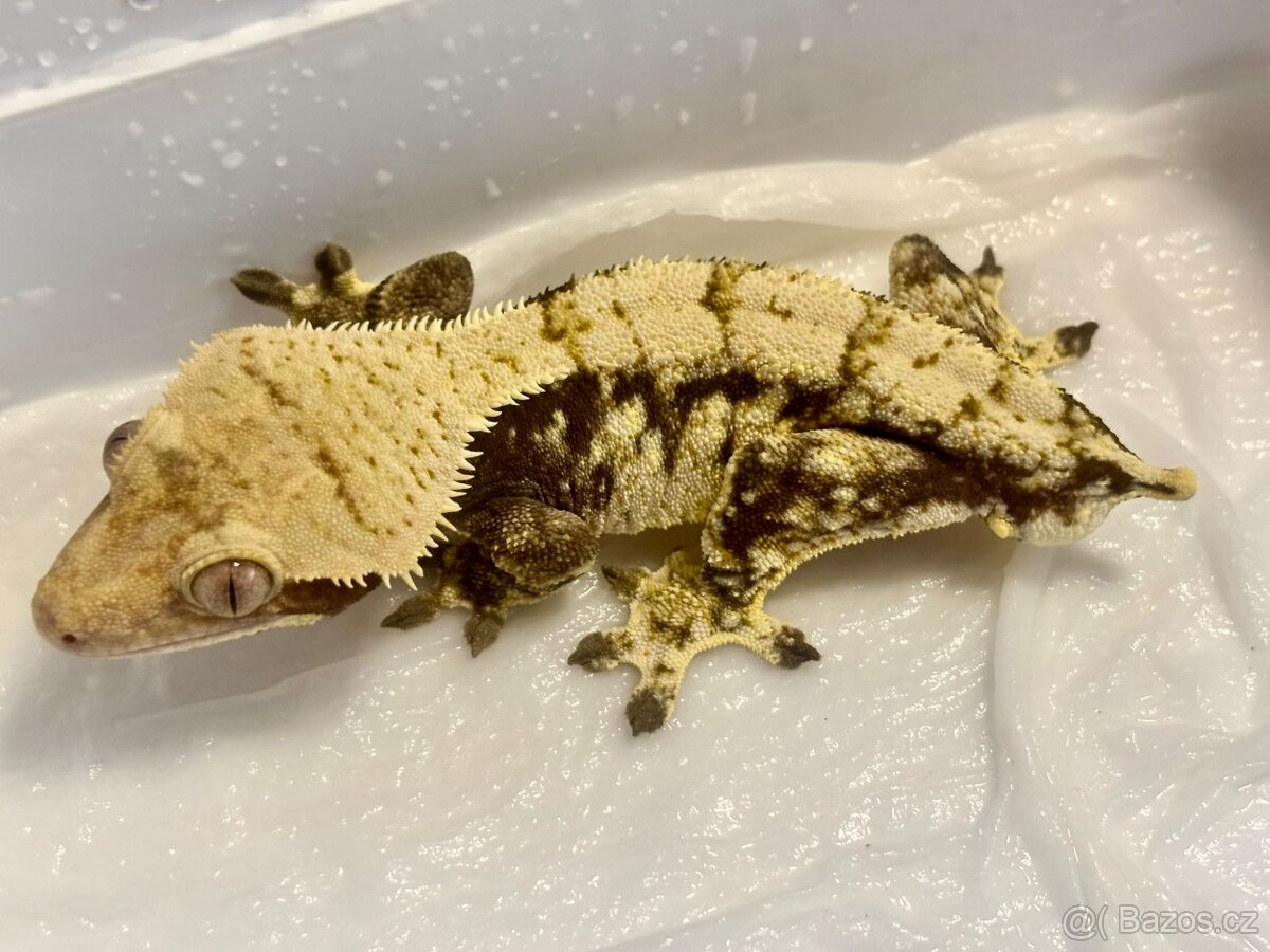 Pagekony řasnatý samec 38g - 6