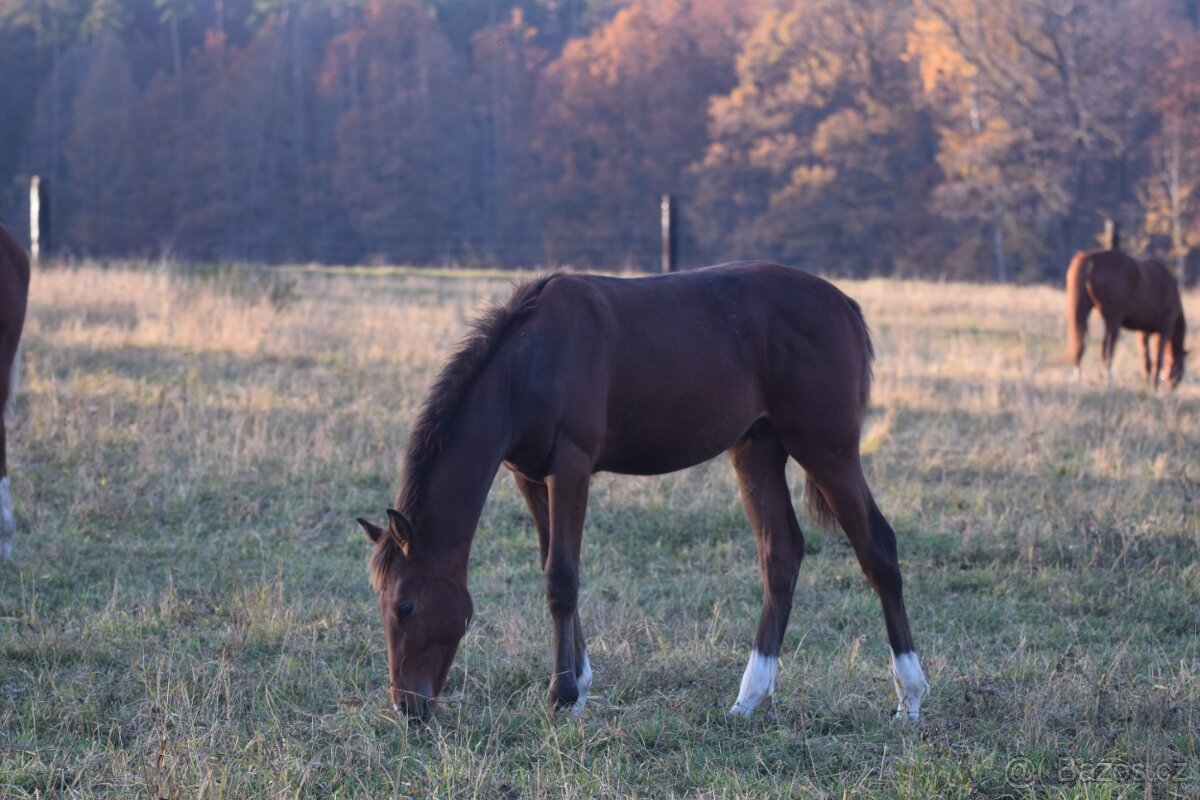 Tiebreak - letošní hřebeček - 6