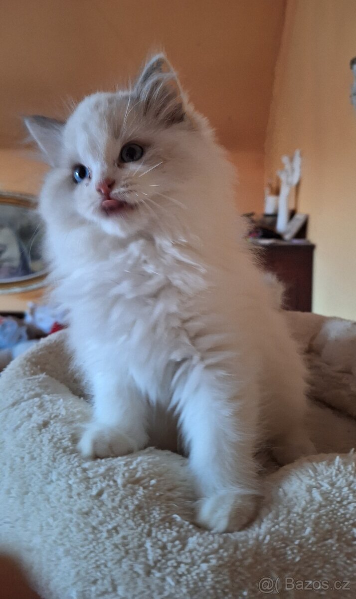 Nádherný kocourci Ragdoll s pp - 6