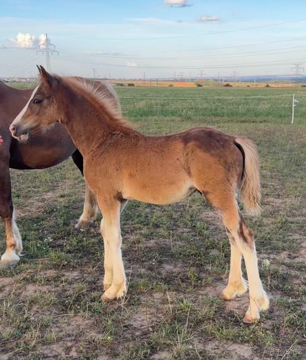 🌟 Hřebeček Welsh Cob v atraktivní barvě 🌟 - 6