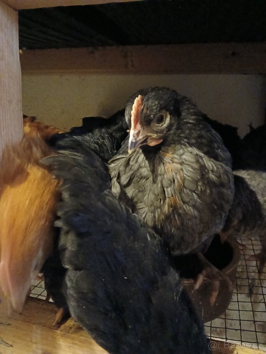Dominant, slepice, kuřice - 6