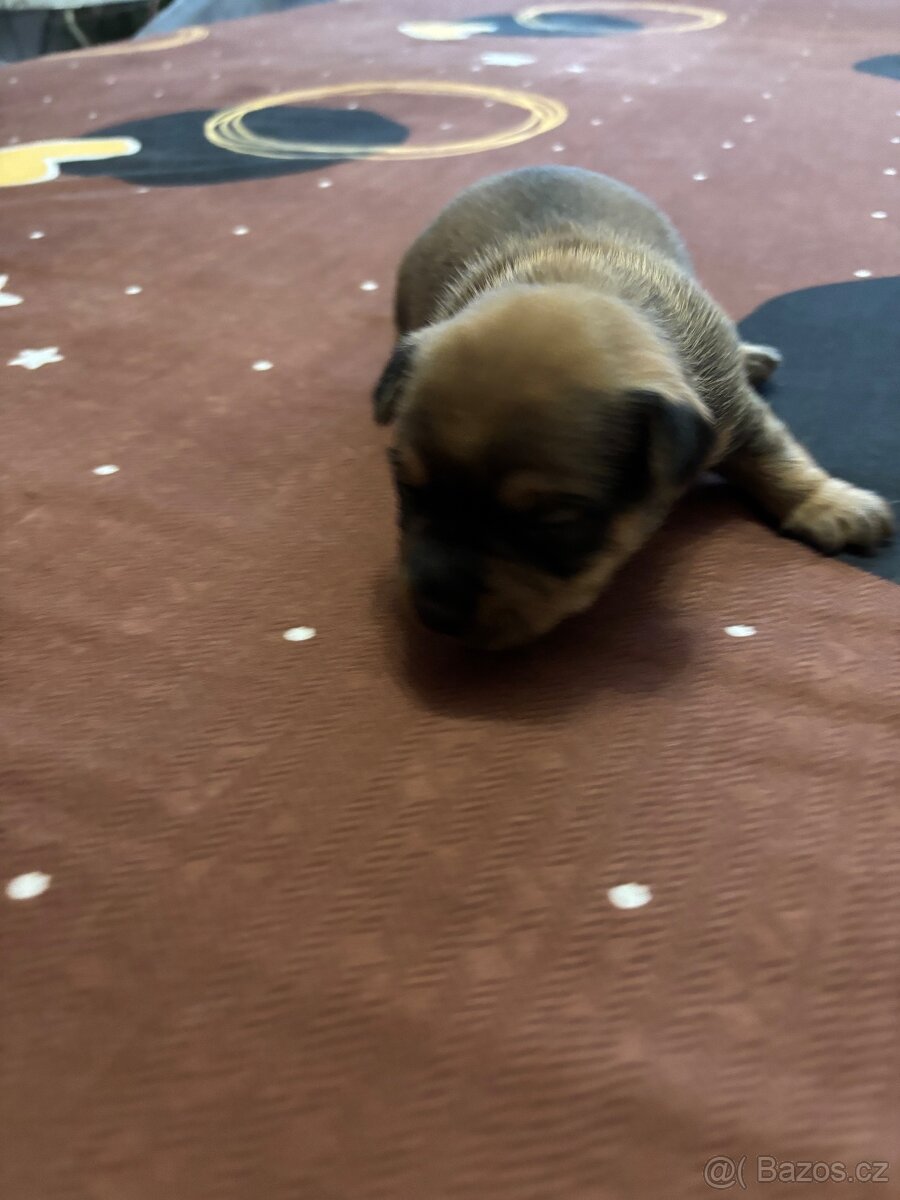 Štěňátka JORKŠÍR@GRIFONKA - 6