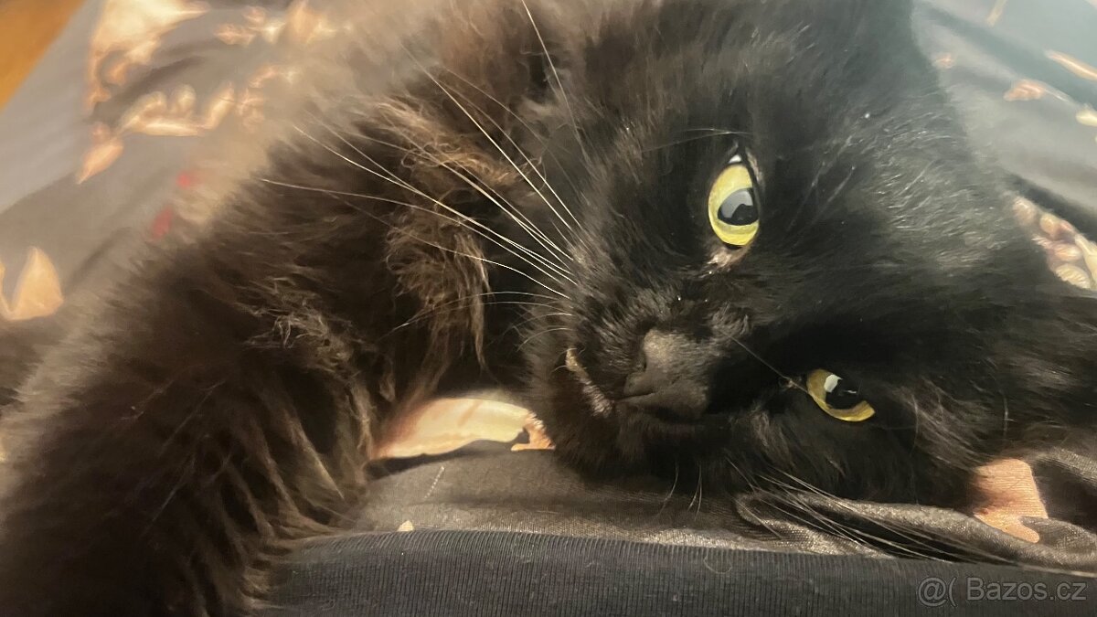 Mainská Mývalí - kluk - 6