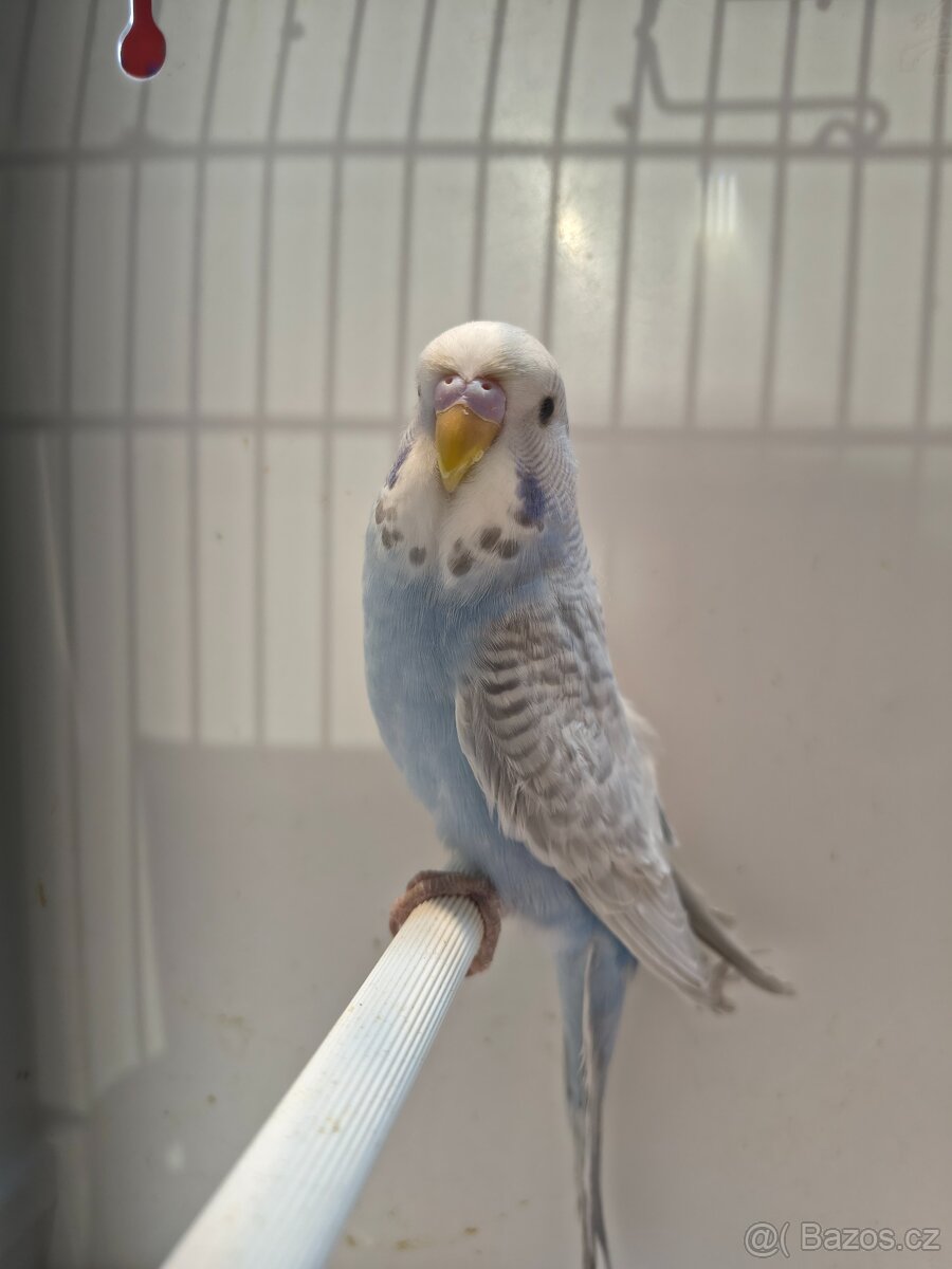 Andulka vlnkovaná perlová - 6