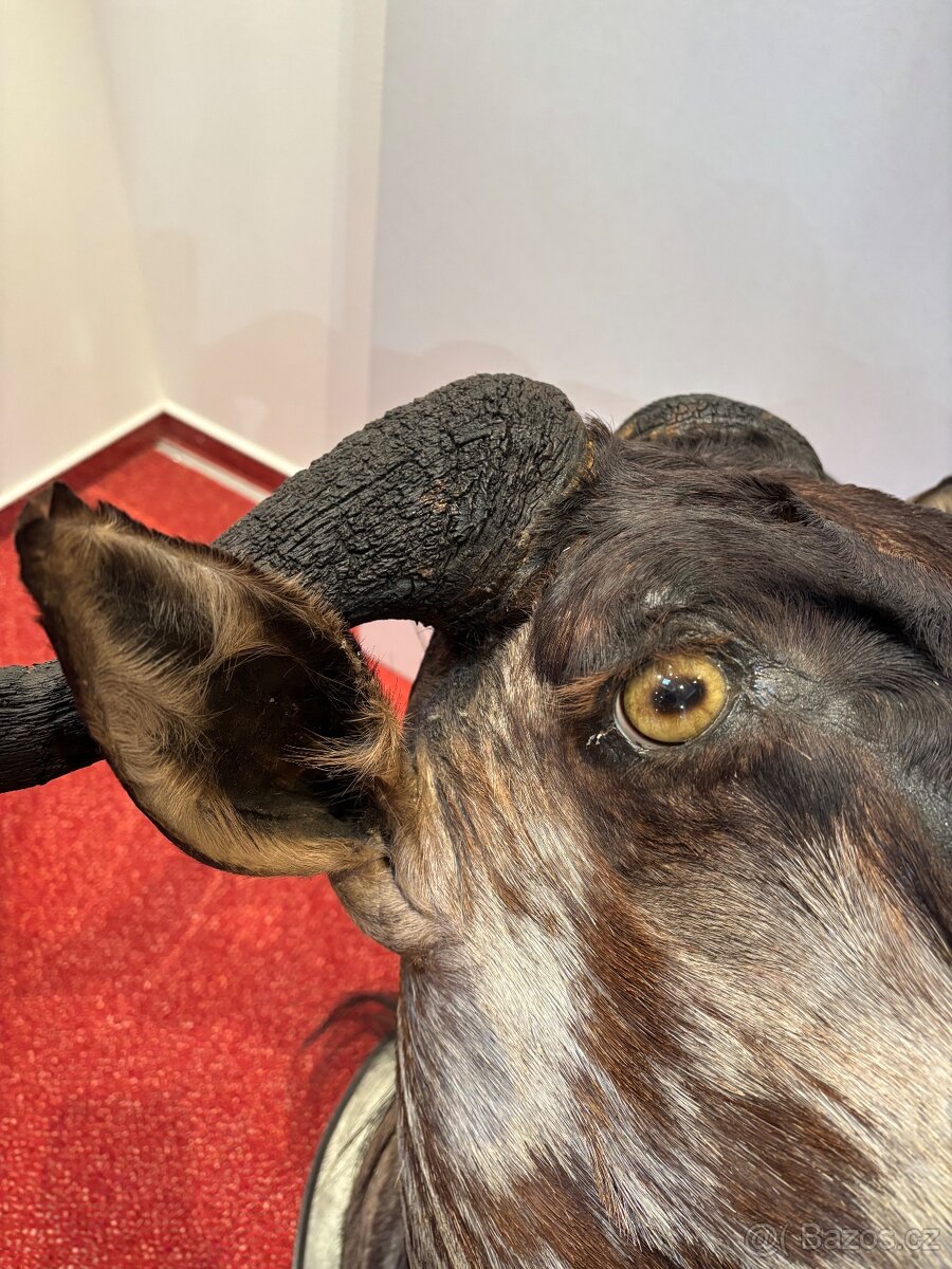 Lovecká trofej Pakoně Žíhaného - 6